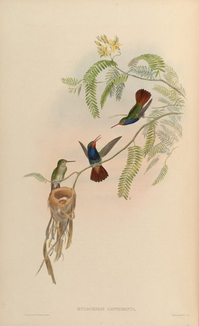 Hylocharis sapphirina by John Gould